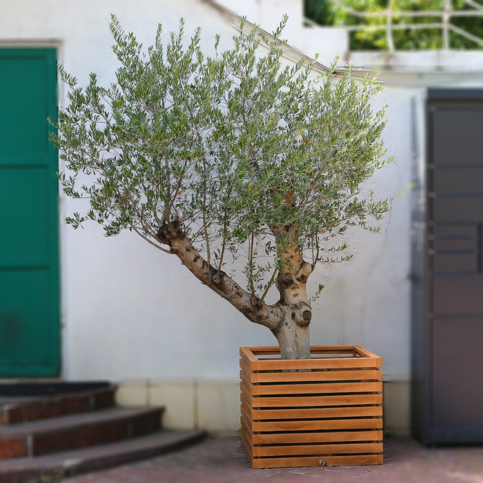 Оливка дерево ХХL в горшке