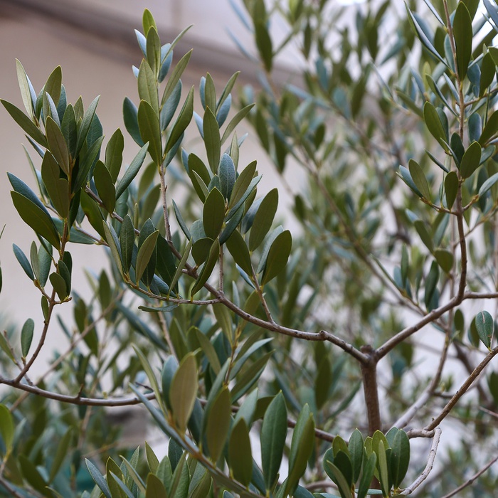Оливка дерево ХХL в горшке