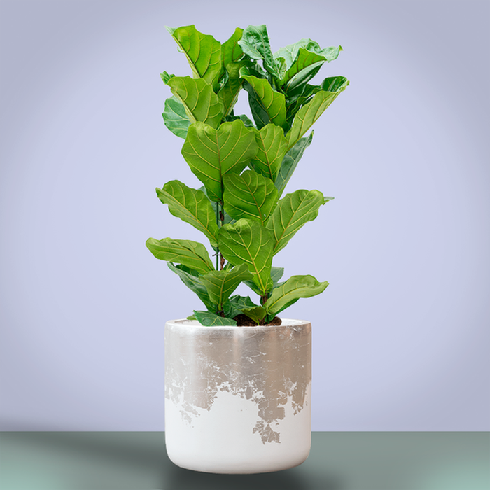 Фікус Лірата у горщику, L