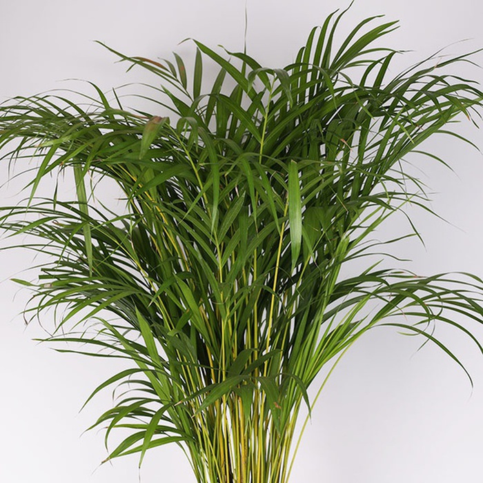 Дипсис у горщику, M