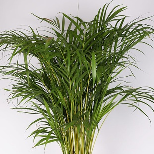 Дипсис в горшке, M