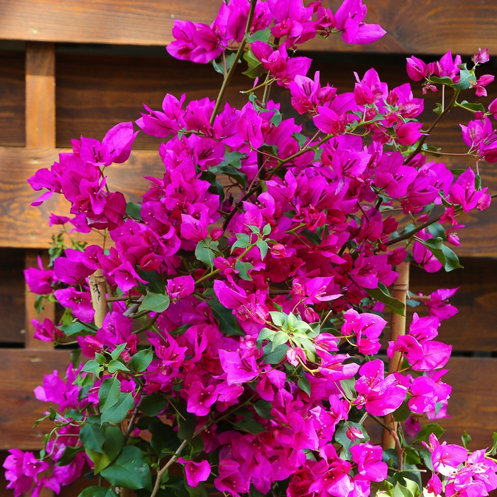 Бугенвілія "Vera deep purple" в горщику