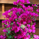 Бугенвілія "Vera deep purple" в горщику