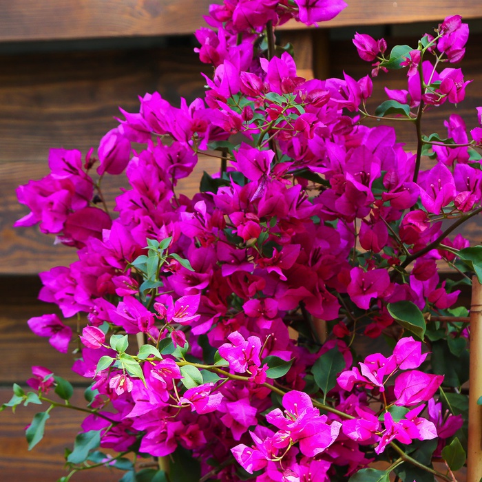 Бугенвілія "Vera deep purple" в горщику