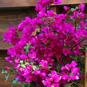 Бугенвілія "Vera deep purple" в горщику