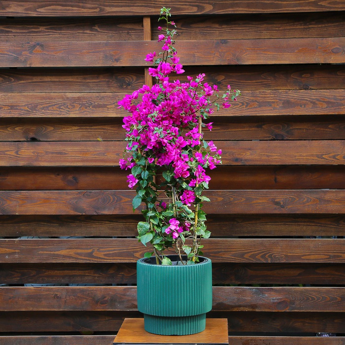 Бугенвілія "Vera deep purple" в горщику