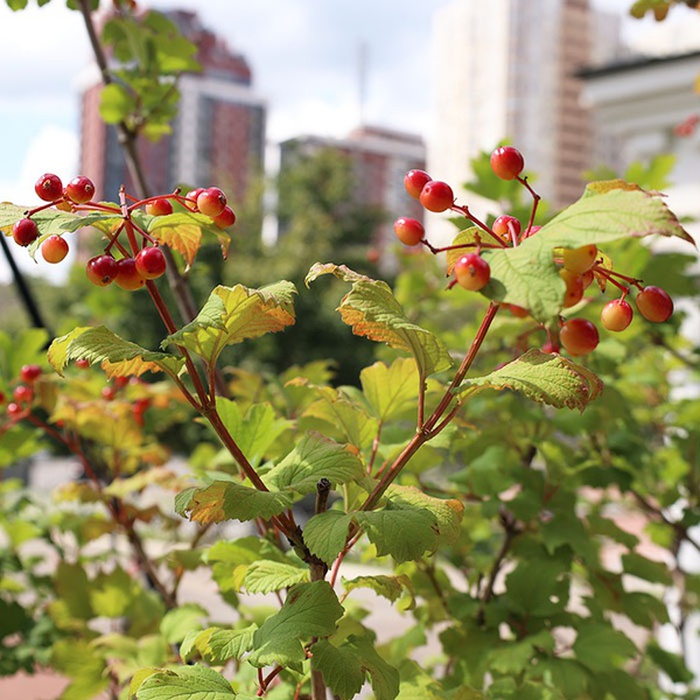 Калина в горщику, XL