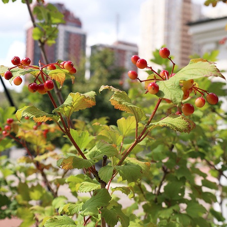 Калина в горщику, XL