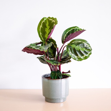 Калатея Shinestar в горщику