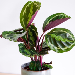 Калатея Shinestar в горщику