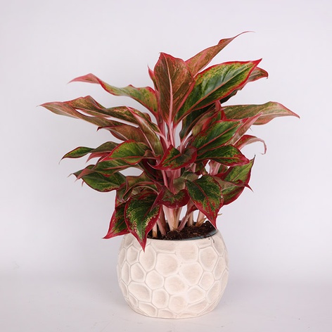 Аглаонема Crete в горшке