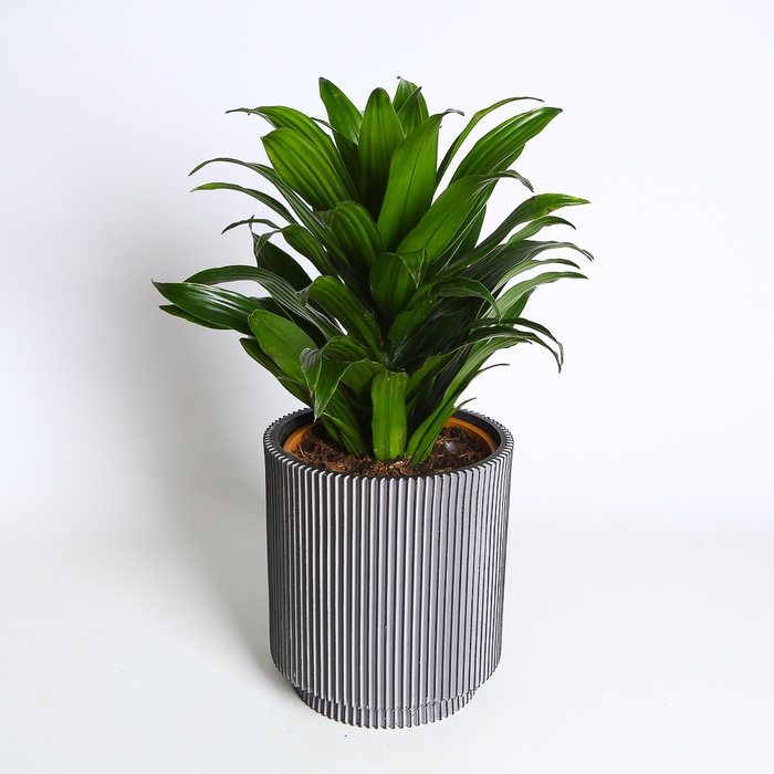 Драцена Компакта (Compacta) в горщику