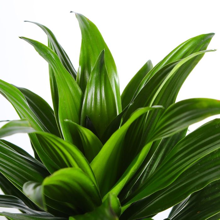 Драцена Компакта (Compacta) в горщику