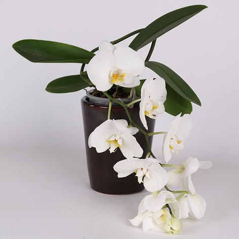 Фаленопсис (Phalaenopsis Gem Table) в горшке