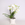 Фаленопсис білий (Phalaenopsis Gem Table) в горщику