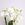 Фаленопсис білий (Phalaenopsis Gem Table) в горщику