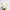 Фаленопсис білий (Phalaenopsis Gem Table) в горщику