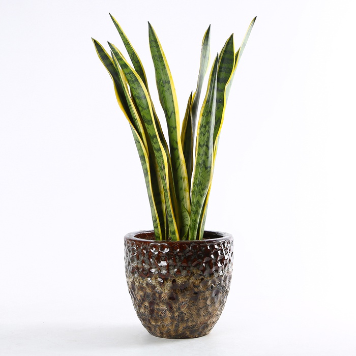 Сансівієрія Лаурентія (Sansevieria Laurentii) в горщику, М