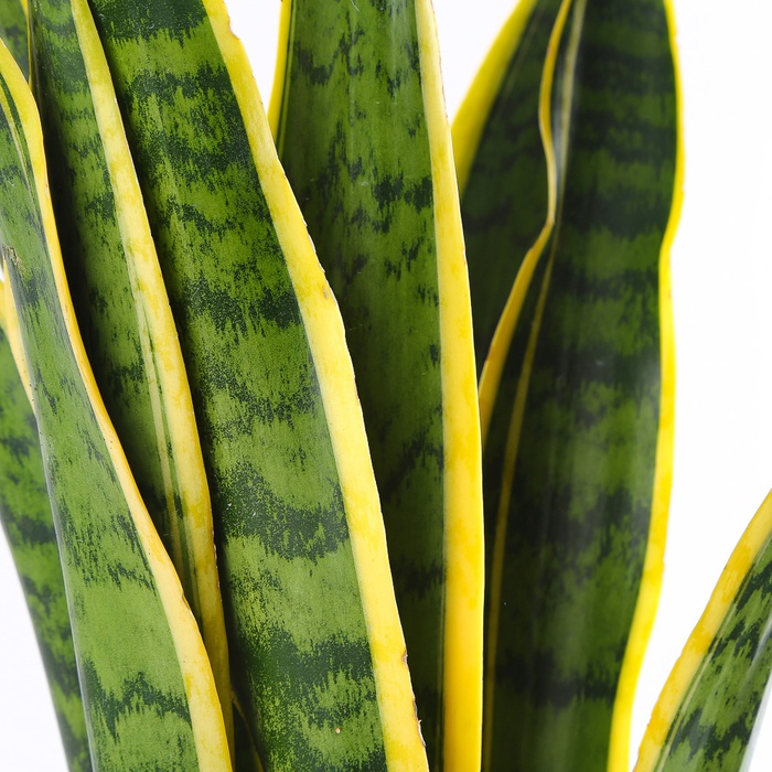 Сансівієрія Лаурентія (Sansevieria Laurentii) в горщику, М