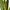 Сансівієрія Лаурентія (Sansevieria Laurentii) в горщику, М