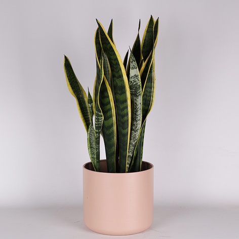 Сансивиерия Лаурентия (Sansevieria Laurentii) в горшке, М