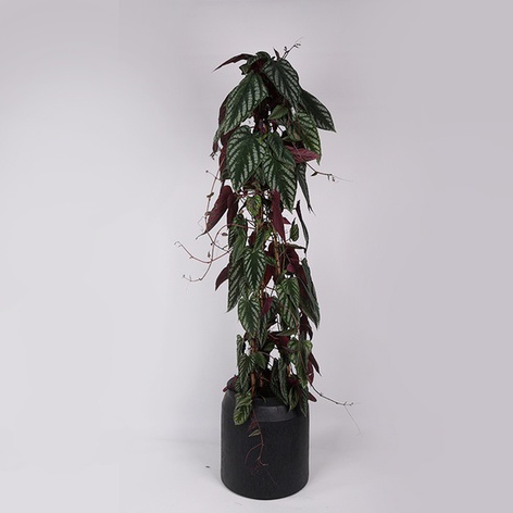 Циссус дісколор (Trailing Rex Begonia Vine) в горщику