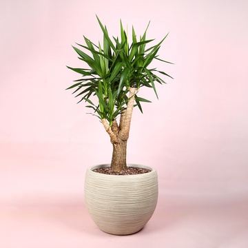 Юкка (Yucca Elephantipes) в горшке