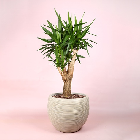 Юкка (Yucca Elephantipes) в горшке