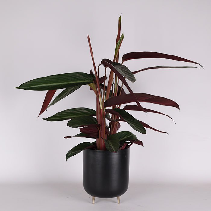 Строманта Stripestar в горшке