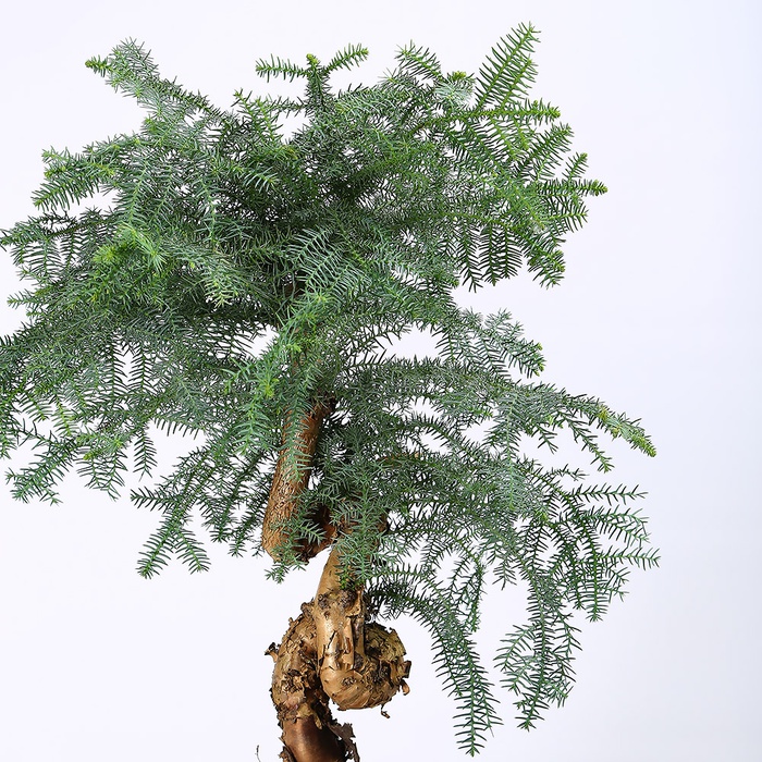 Араукарія в горщику