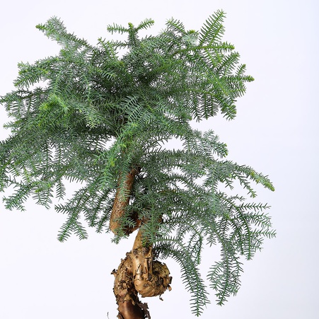 Араукария в горшке