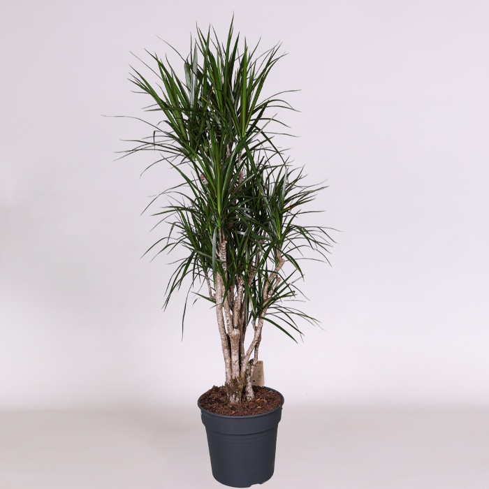 Драцена Marginata Vertakt в горщику