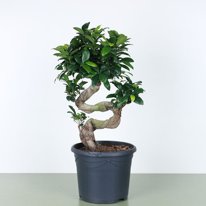 Фикус Ginseng в горшке