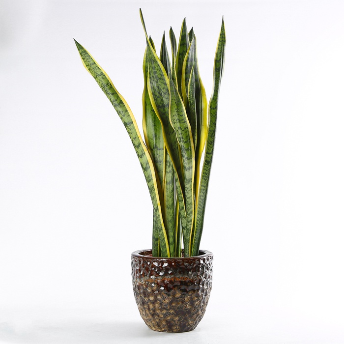 Сансівієрія Лаурентія (Sansevieria Laurentii) в горщику, L