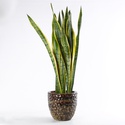 Сансівієрія Лаурентія (Sansevieria Laurentii) в горщику, L
