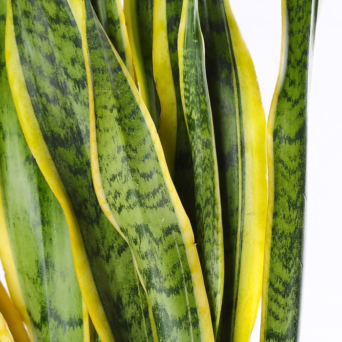 Сансівієрія Лаурентія (Sansevieria Laurentii) в горщику, L