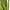 Сансівієрія Лаурентія (Sansevieria Laurentii) в горщику, L