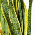 Сансівієрія Лаурентія (Sansevieria Laurentii) в горщику, L