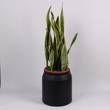 Сансивиерия Лаурентия (Sansevieria Laurentii) в горшке, L