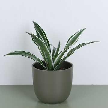 Драцена мікс в горщику