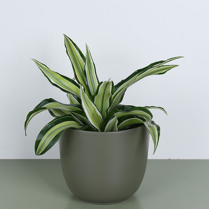 Драцена микс в горшке