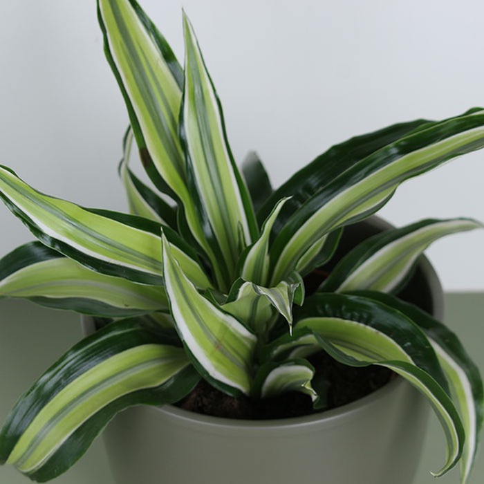 Драцена микс в горшке