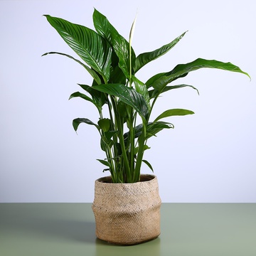 Спатифиллум в горшке, XL