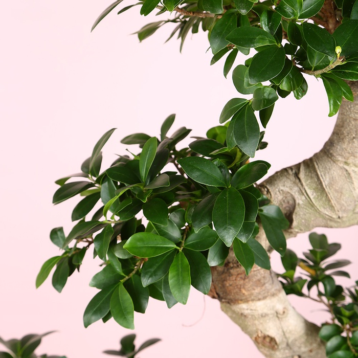 Фикус Ginseng в горшке, L