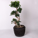 Фикус Ginseng в горшке, L