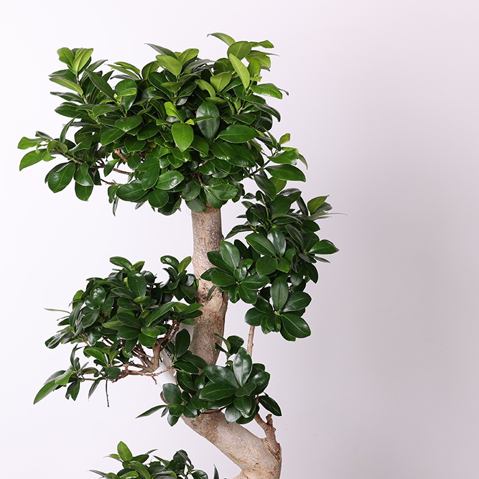 Фикус Ginseng в горшке, L