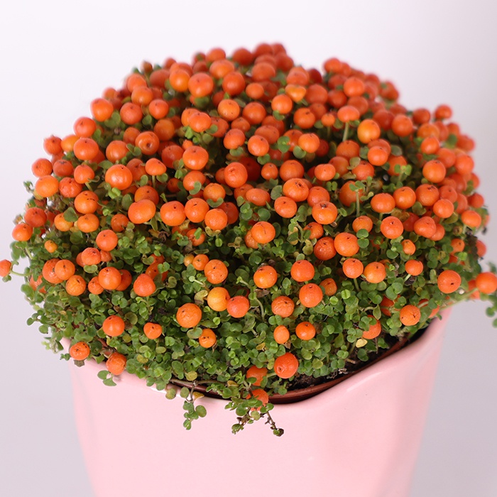 Нестера Астрид в горшке