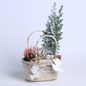 Композиция в корзине "Зимнее очарование"