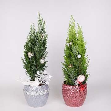 Зимова композиция в кашпо "Сніжне диво"