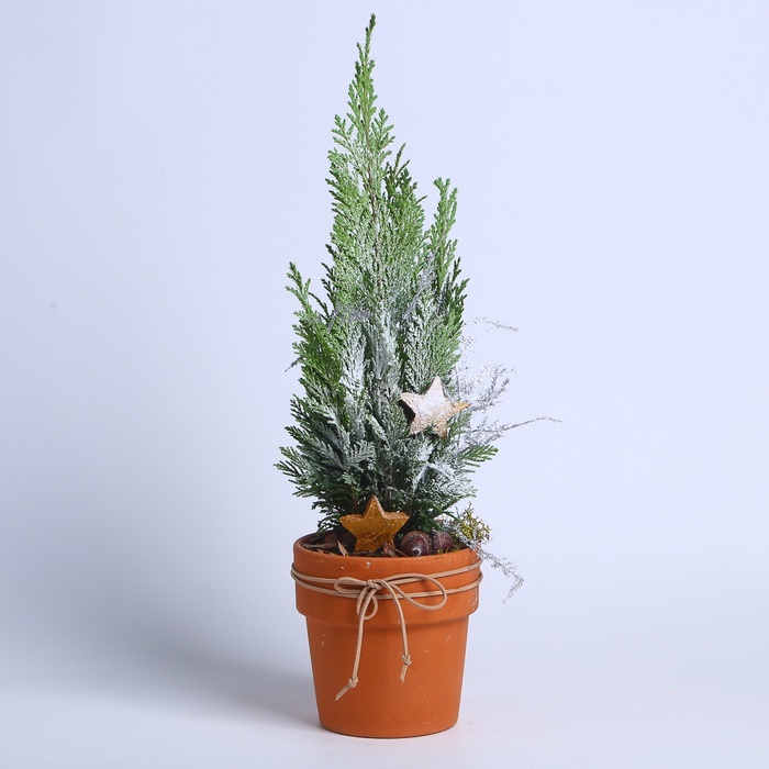 Композиція в кашпо "Зимова магія"